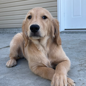 Golden Retriever Puppy Gloria