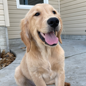 Golden Retriever Puppy Gloria