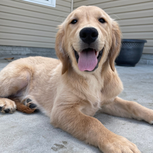 Golden Retriever Puppy Gloria