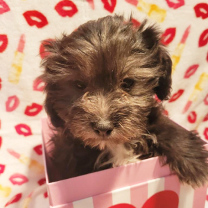 Shihpoo Puppy Prince