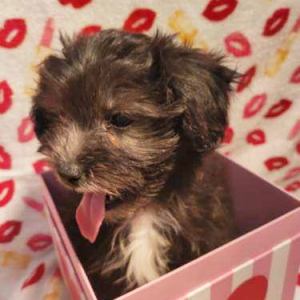Shihpoo Puppy Prince