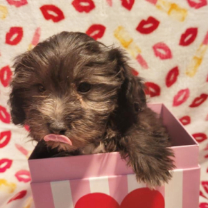 Shihpoo Puppy Prince
