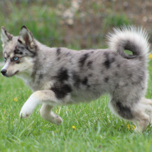 Pomsky Puppy Columbia