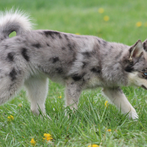 Pomsky Puppy Columbia