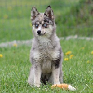 Pomsky Puppy Columbia