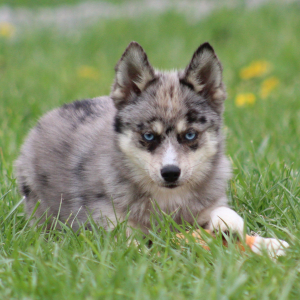 Pomsky Puppy Columbia
