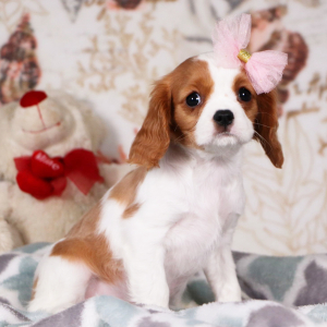 Cavalier King Charles Spaniel Puppy Lacey