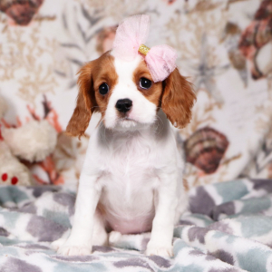 Cavalier King Charles Spaniel Puppy Lacey