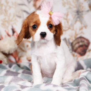 Cavalier King Charles Spaniel Puppy Lacey