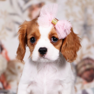 Cavalier King Charles Spaniel Puppy Lacey
