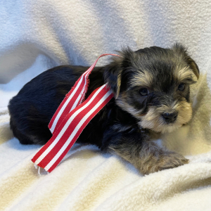 Yorkshire Terrier Puppy Dax