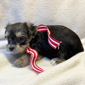 Yorkshire Terrier Puppy Dax