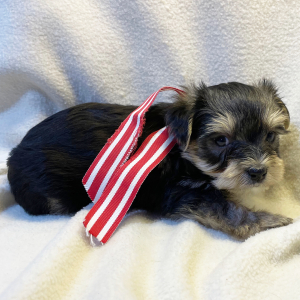 Yorkshire Terrier Puppy Dax