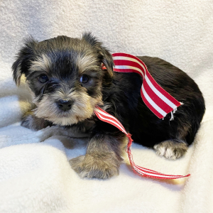 Yorkshire Terrier Puppy Dax