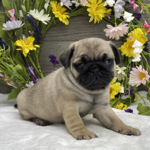 Pug Puppy Karl