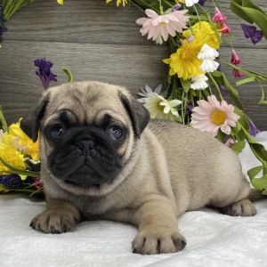 Pug Puppy Karl