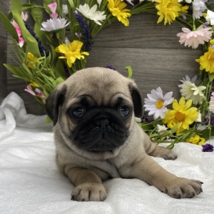 Pug Puppy Karl