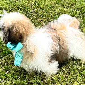 Shih Tzu Puppy Andi
