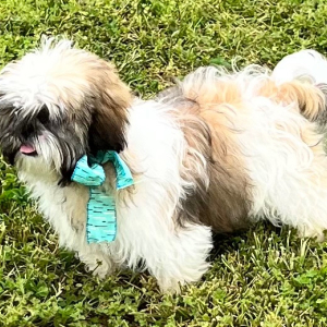 Shih Tzu Puppy Andi