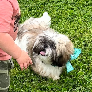 Shih Tzu Puppy Andi