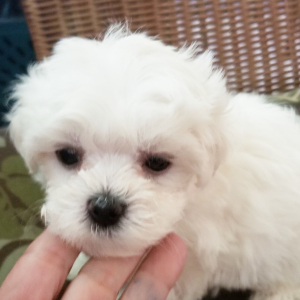Maltese Puppy Prissy