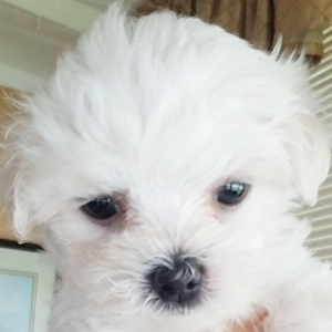 Maltese Puppy Prissy