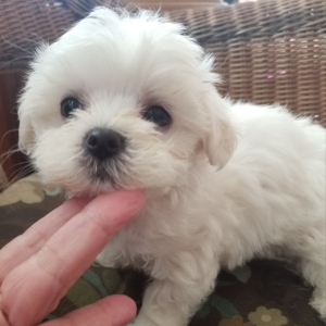 Maltese Puppy Prissy