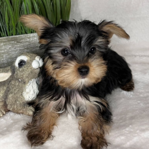 Yorkshire Terrier Puppy Romeo