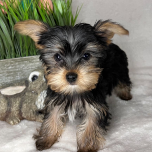 Yorkshire Terrier Puppy Romeo