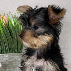 Yorkshire Terrier Puppy Romeo