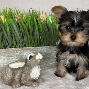 Yorkshire Terrier Puppy Romeo