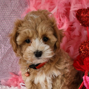 Maltipoo Puppy Ratchet