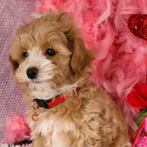 Maltipoo Puppy Ratchet