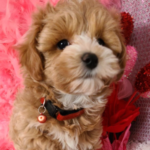 Maltipoo Puppy Ratchet