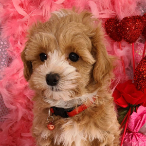 Maltipoo Puppy Ratchet
