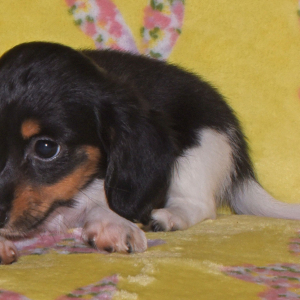 Dachshund Puppy Tilly