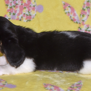 Dachshund Puppy Tilly