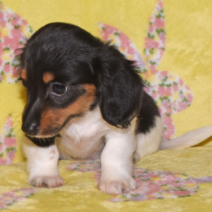 Dachshund Puppy Tilly