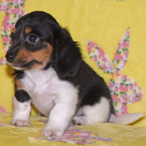 Dachshund Puppy Tilly