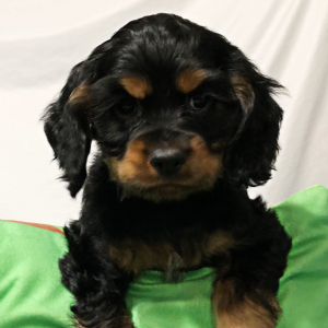 Cocker Spaniel Puppy Hawkeye
