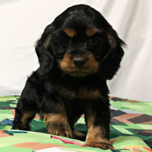 Cocker Spaniel Puppy Hawkeye