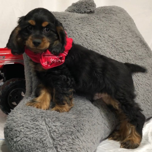 Cocker Spaniel Puppy Hawkeye