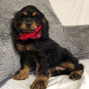 Cocker Spaniel Puppy Hawkeye