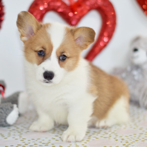 Pembroke Welsh Corgi Puppy Whit