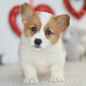 Pembroke Welsh Corgi Puppy Whit