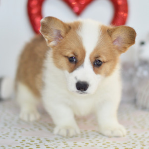Pembroke Welsh Corgi Puppy Whit