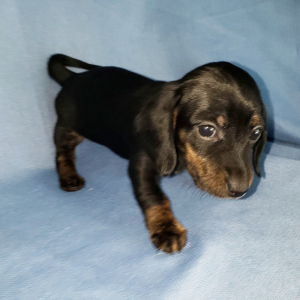 Dachshund Puppy Casey