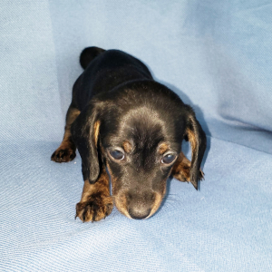 Dachshund Puppy Casey