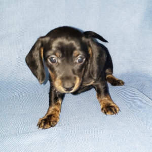 Dachshund Puppy Casey