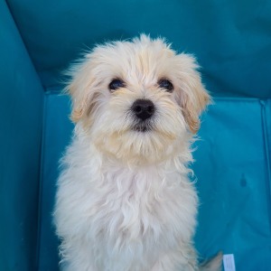 Maltipoo Puppy Jody